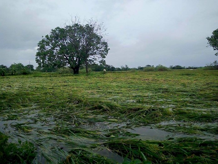 Overflooded rice paddies soak the landscape of Guimba, Nueva Ecija. This is the scene the ADRA Philippines volunteers saw on their way to the areas affected by typhoon Koppu which made landfall over the areas of north Philippines on October 18. [photo grabbed from the ADRA Philipines Facebook page]